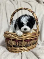 Maltipoo, a male Maltipoo for sale in Indian Trail, NC – 4 of 6