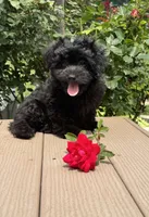 Maltipoo, a male Maltipoo for sale in Indian Trail, NC – 1 of 2