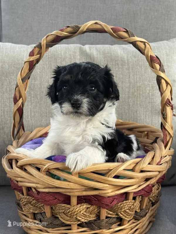 Maltipoo – Maltipoo puppy for sale in Indian Trail, NC