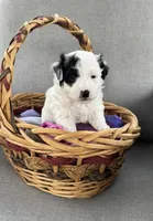 Maltipoo, a female Maltipoo for sale in Indian Trail, NC – Photo 3 of 5