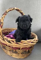 Maltipoo, a female Maltipoo for sale in Indian Trail, NC – Photo 5 of 5