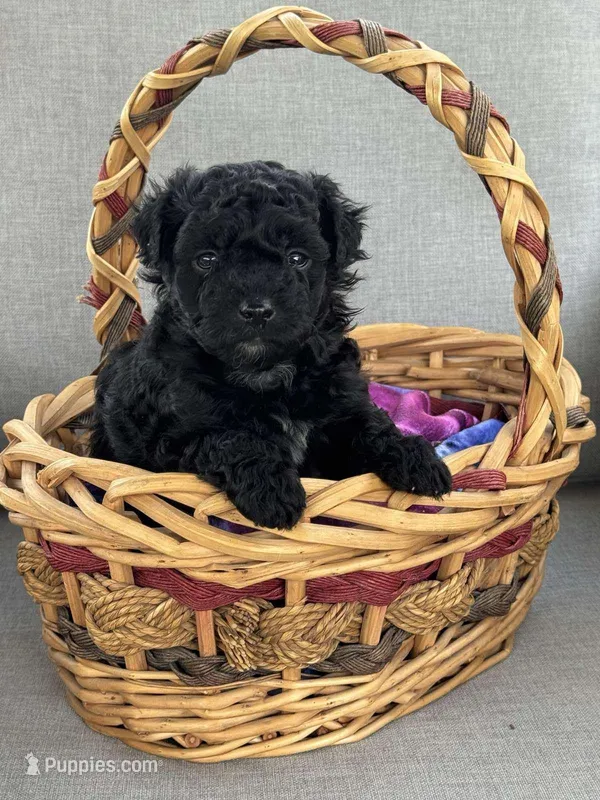 Maltipoo – Maltipoo puppy for sale in Indian Trail, NC