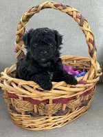 Maltipoo, a female Maltipoo for sale in Indian Trail, NC – Photo 1 of 5