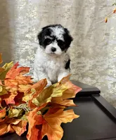 Maltipoo, a male Maltipoo for sale in Indian Trail, NC – 2 of 6