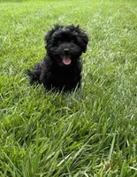 Maltipoo, a male Maltipoo for sale in Indian Trail, NC – 2 of 2