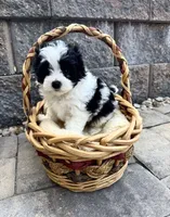 Maltipoo, a male Maltipoo for sale in Indian Trail, NC – 2 of 5