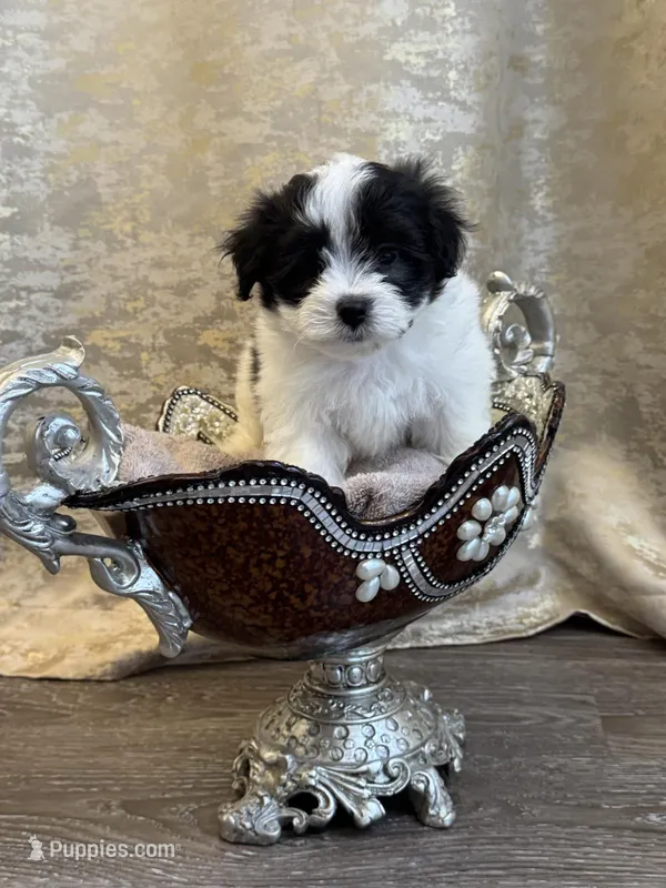 Maltipoo – Maltipoo puppy for sale in Indian Trail, NC