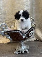 Maltipoo, a male Maltipoo for sale in Indian Trail, NC – 1 of 6
