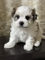 Maltipoo, a male Maltipoo for sale in Indian Trail, NC – 4 of 5