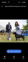 Dark Green , a male Labrador Retriever for sale in Anderson, SC – Photo 9 of 9