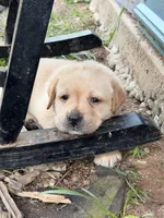 Dark Green , a male Labrador Retriever for sale in Anderson, SC – Photo 3 of 9