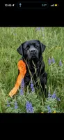 Dark Green , a male Labrador Retriever for sale in Anderson, SC – Photo 8 of 9