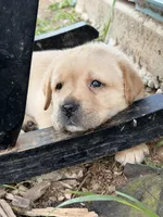 Dark Green , a male Labrador Retriever for sale in Anderson, SC – Photo 2 of 9