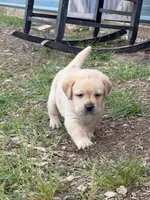 Dark Green , a male Labrador Retriever for sale in Anderson, SC – Photo 1 of 9