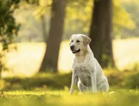 Dark Green , a male Labrador Retriever for sale in Anderson, SC – Photo 7 of 9