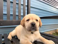 Dark Green , a male Labrador Retriever for sale in Anderson, SC – Photo 4 of 9