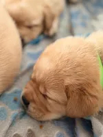 Light Green, a male Labrador Retriever for sale in Anderson, SC – Photo 3 of 10