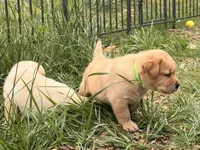 Light Green, a male Labrador Retriever for sale in Anderson, SC – Photo 4 of 10