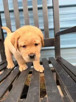 Light Green, a male Labrador Retriever for sale in Anderson, SC – Photo 7 of 10