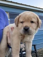 Light Green, a male Labrador Retriever for sale in Anderson, SC – Photo 2 of 10
