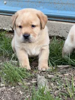 Light Green, a male Labrador Retriever for sale in Anderson, SC – Photo 6 of 10