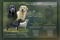 Light Green, a male Labrador Retriever for sale in Anderson, SC – Photo 8 of 10
