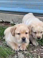 Light Green, a male Labrador Retriever for sale in Anderson, SC – Photo 5 of 10