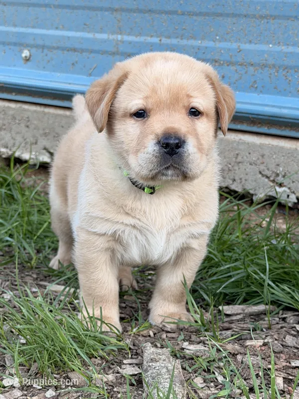 Light Green – Labrador Retriever puppy for sale in Anderson, SC