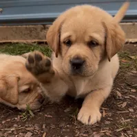 Yellow Collar , a male Labrador Retriever for sale in Anderson, SC – 2 of 8