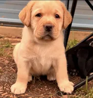 Red Collar , a male Labrador Retriever for sale in Anderson, SC – 2 of 7