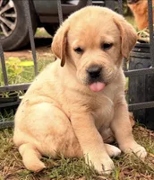 Orange Collar , a male Labrador Retriever for sale in Anderson, SC – 3 of 8