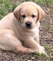 Orange Collar , a male Labrador Retriever for sale in Anderson, SC – 2 of 8