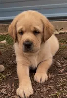 Yellow Collar , a male Labrador Retriever for sale in Anderson, SC – 3 of 8