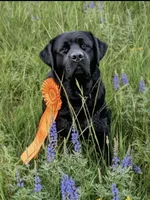 Yellow Collar , a male Labrador Retriever for sale in Anderson, SC – 5 of 8