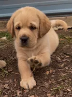 Yellow Collar , a male Labrador Retriever for sale in Anderson, SC – 1 of 8