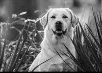 Red Collar , a male Labrador Retriever for sale in Anderson, SC – 6 of 7