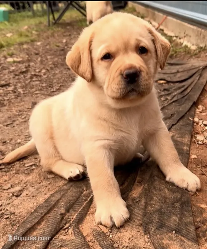 Red Collar  – Labrador Retriever puppy for sale in Anderson, SC