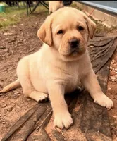 Red Collar , a male Labrador Retriever for sale in Anderson, SC – 1 of 7
