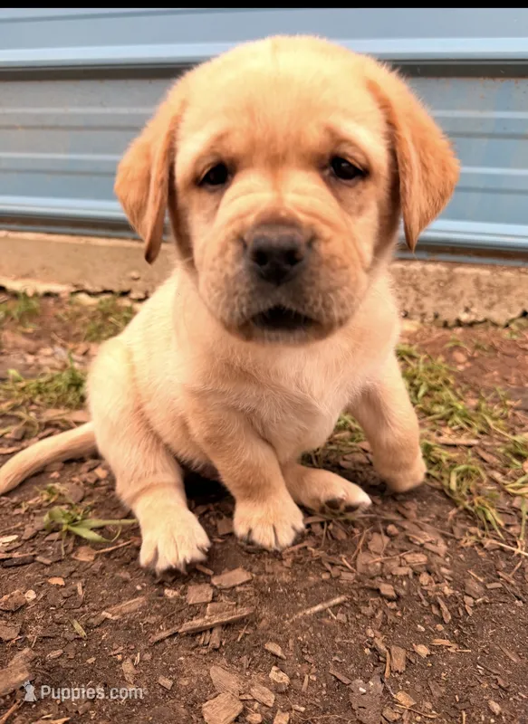 Dark Green  – Labrador Retriever puppy for sale in Anderson, SC