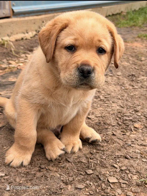 Light Green – Labrador Retriever puppy for sale in Anderson, SC
