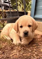 Orange Collar , a male Labrador Retriever for sale in Anderson, SC – 1 of 8
