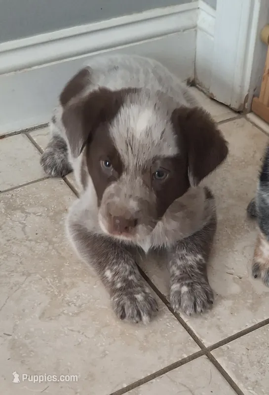 Gus – Australian Cattle Dog, Australian Shepherd puppy for sale in Rome, GA