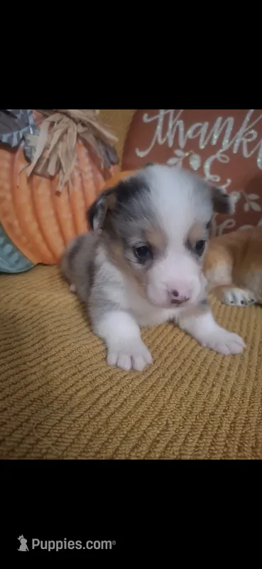 CKC Wrangler  – Pembroke Welsh Corgi puppy for sale in Rome, GA
