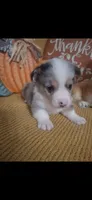 CKC Wrangler , a male Pembroke Welsh Corgi for sale in Rome, GA – 1 of 2