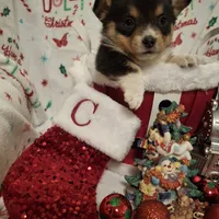 CKC Adelaide, a female Pembroke Welsh Corgi for sale in Rome, GA – Photo 7 of 9