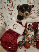 CKC Adelaide, a female Pembroke Welsh Corgi for sale in Rome, GA – Photo 7 of 9