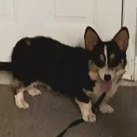 CKC Adelaide, a female Pembroke Welsh Corgi for sale in Rome, GA – Photo 4 of 9