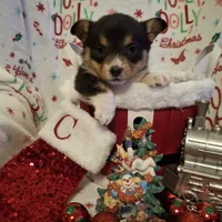 CKC Adelaide, a female Pembroke Welsh Corgi for sale in Rome, GA – Photo 2 of 9