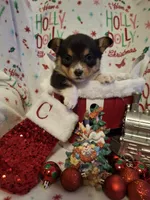 CKC Adelaide, a female Pembroke Welsh Corgi for sale in Rome, GA – Photo 2 of 9