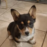 CKC Adelaide, a female Pembroke Welsh Corgi for sale in Rome, GA – Photo 9 of 9